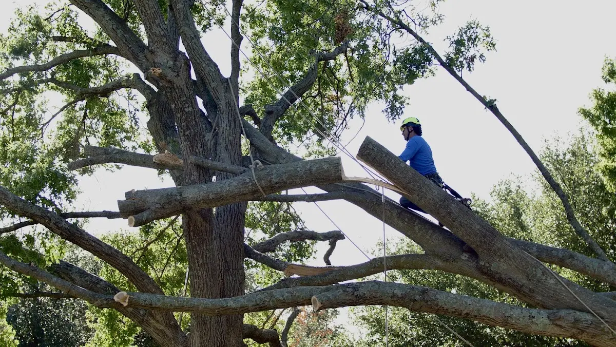 Professional Crown Thinning performed by certified arborists in Dunfermline
