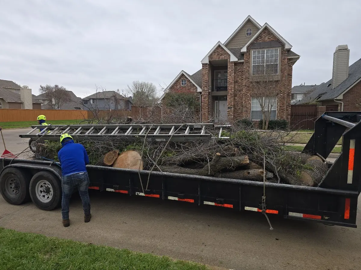 Expert Tree Fertilization with proper safety equipment in Dunfermline